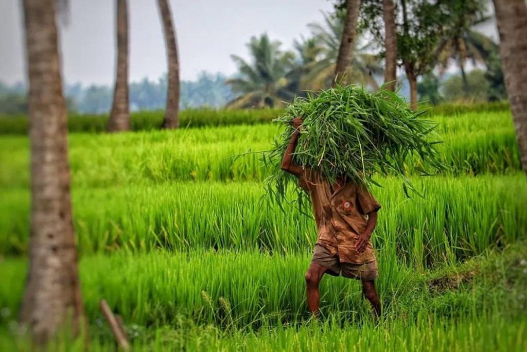 Kottayam Paddy Fields Turned Into Fodder Source kon6