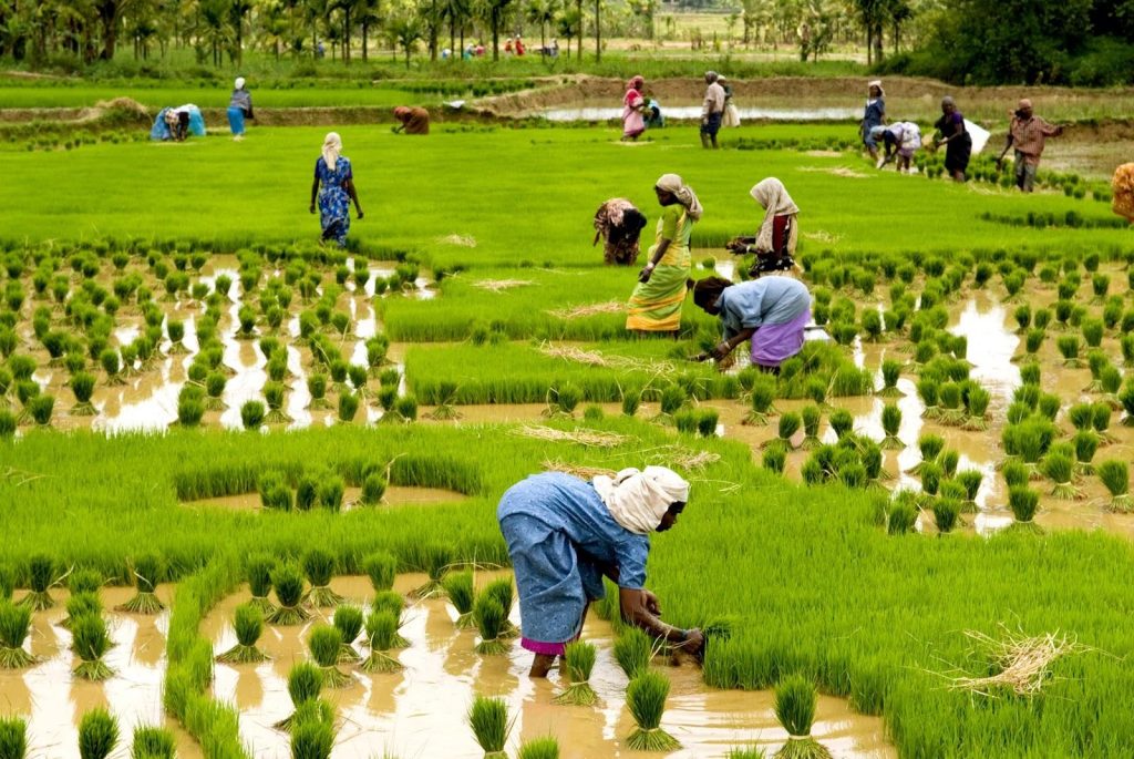 Paddy Cultivation Remains Important in Kottayam kon8