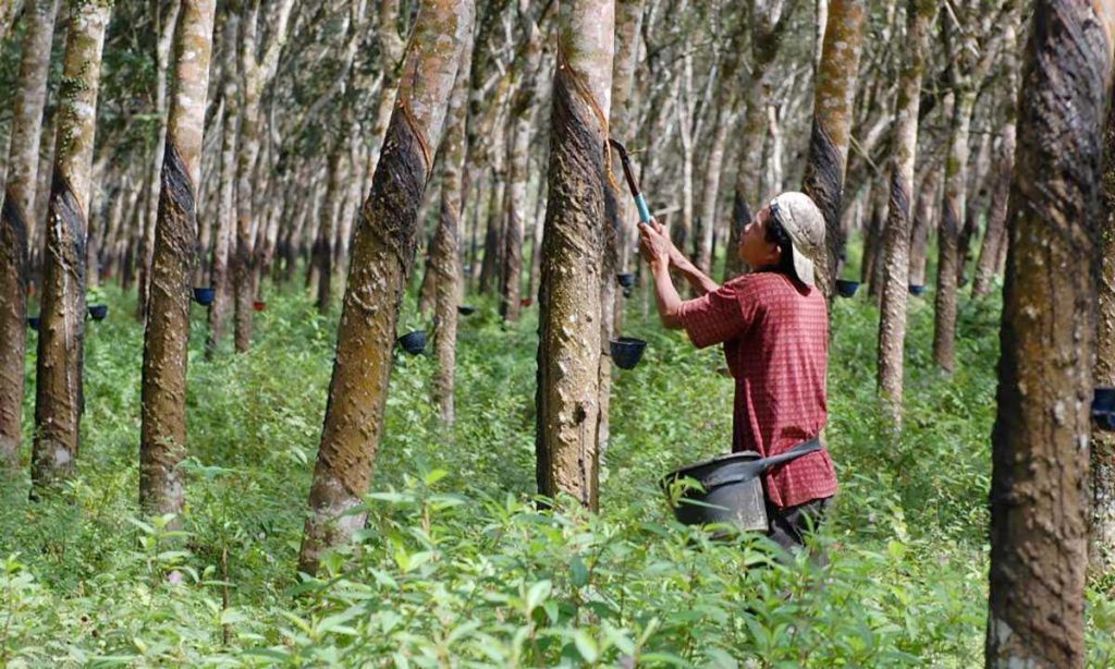 Rubber Farming Continues to Drive Kottayam's Agriculture kon9